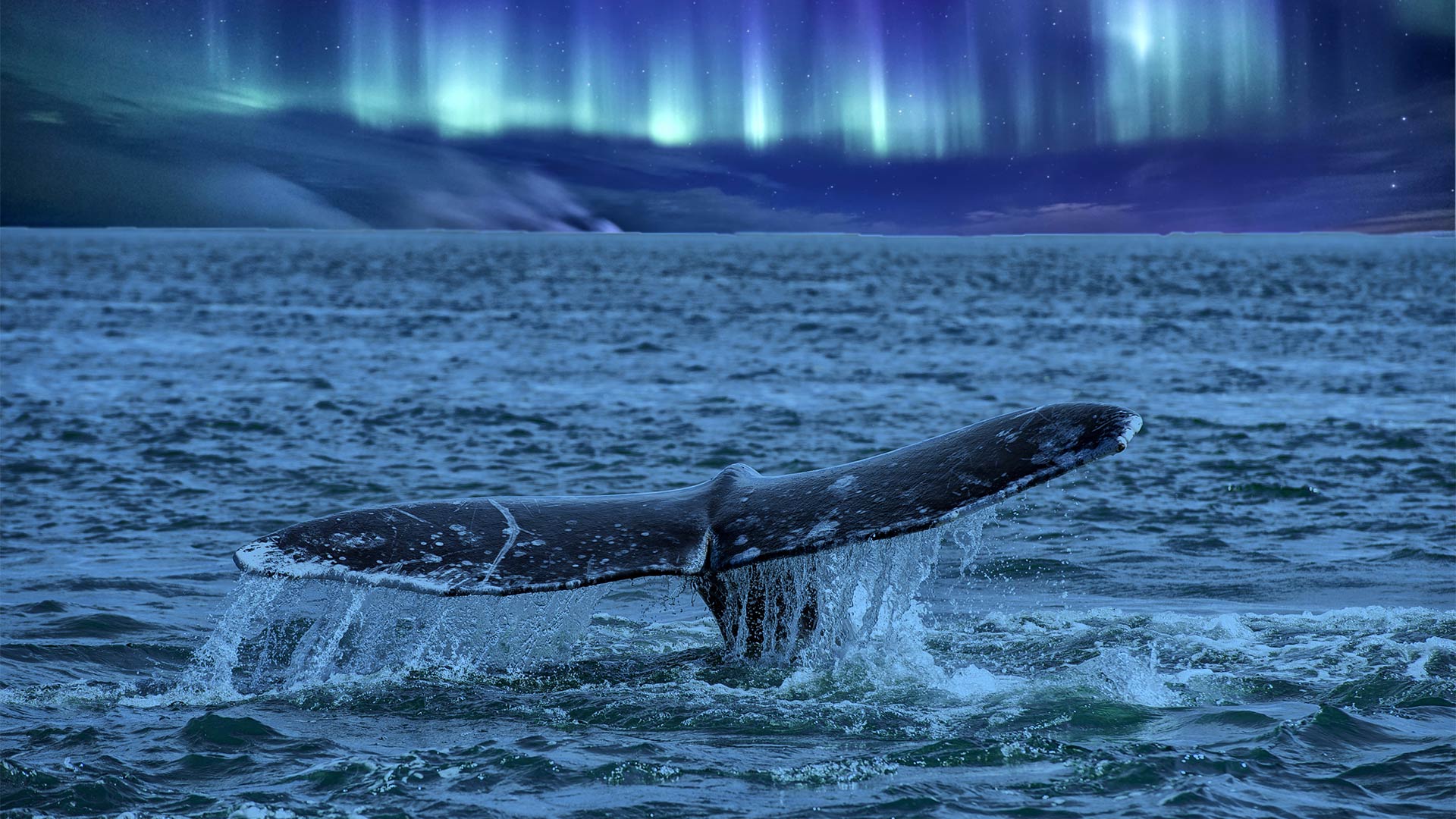 Northern Lights and Whale Watching Cruise, Norway